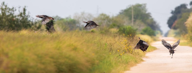 Wild Turkey flying onto a road from a feild.