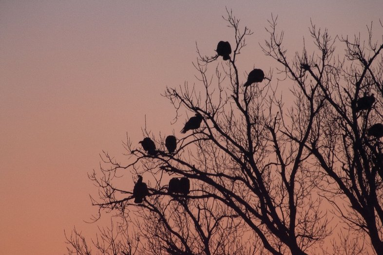 Wild turkeys in a tree at sunrise.