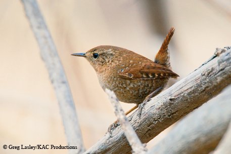 Winter Wren sitting on a tree branch