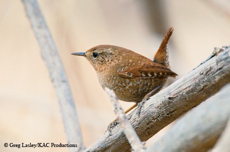 Winter Wren sitting on a tree branch