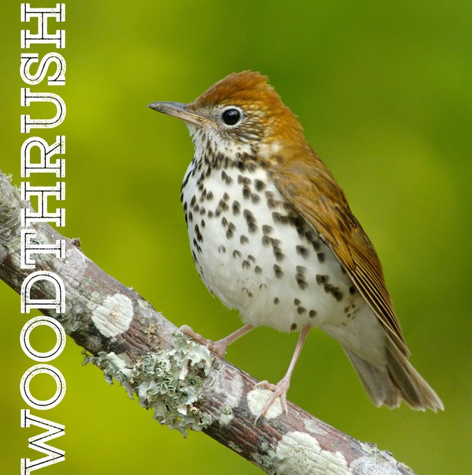 White and Black Polka dot chest with brown body Wood Thrush perched on a branch. The Words Wood Thrush are printed vertically on the left side of the image