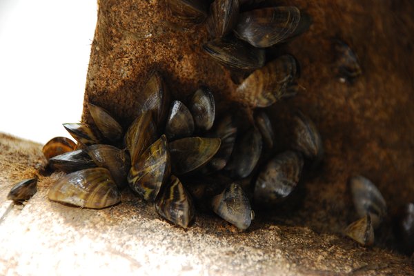 Zebra Mussels on the side of a pier beam