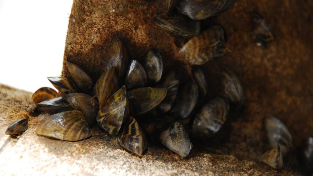 Zebra Mussels on the side of a pier beam