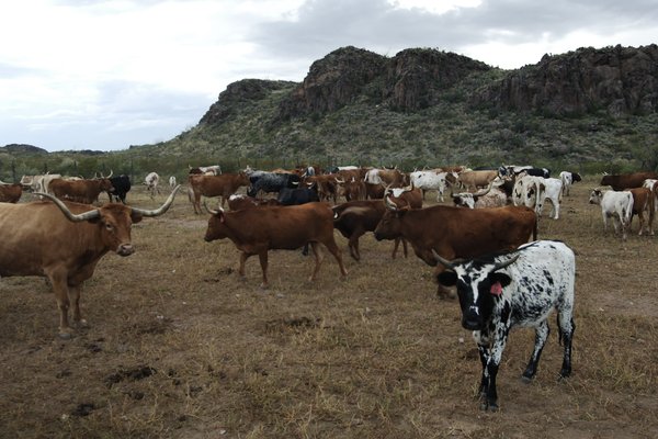 cattle on a ranch with hills in the background