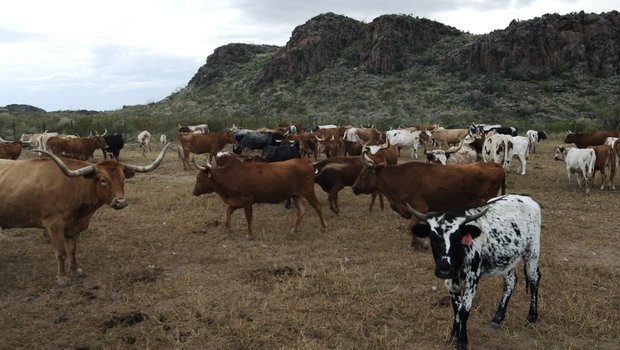 cattle on a ranch with hills in the background
