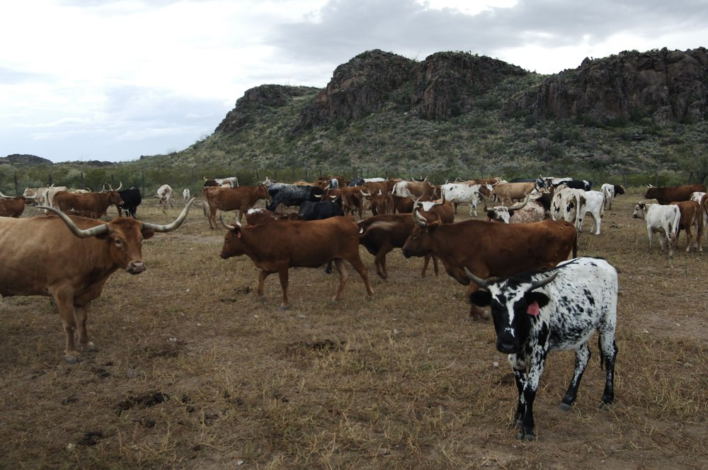 cattle on a ranch with hills in the background
