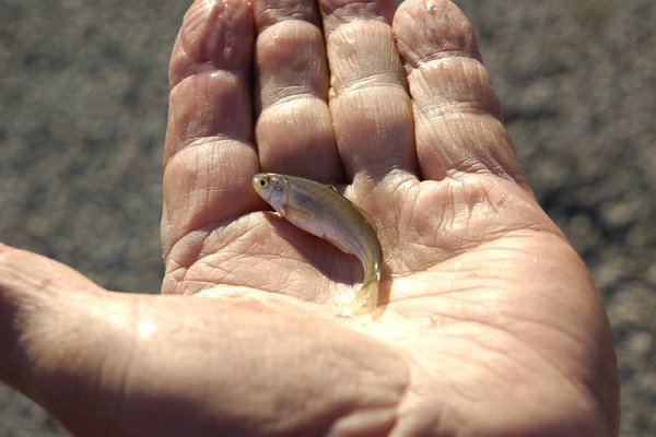 Hand holding a minnow