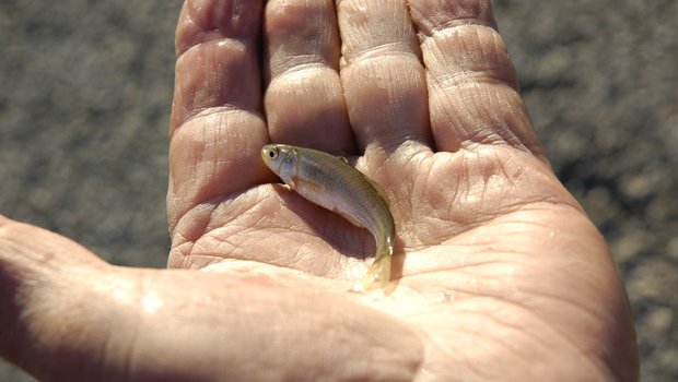 Hand holding a minnow