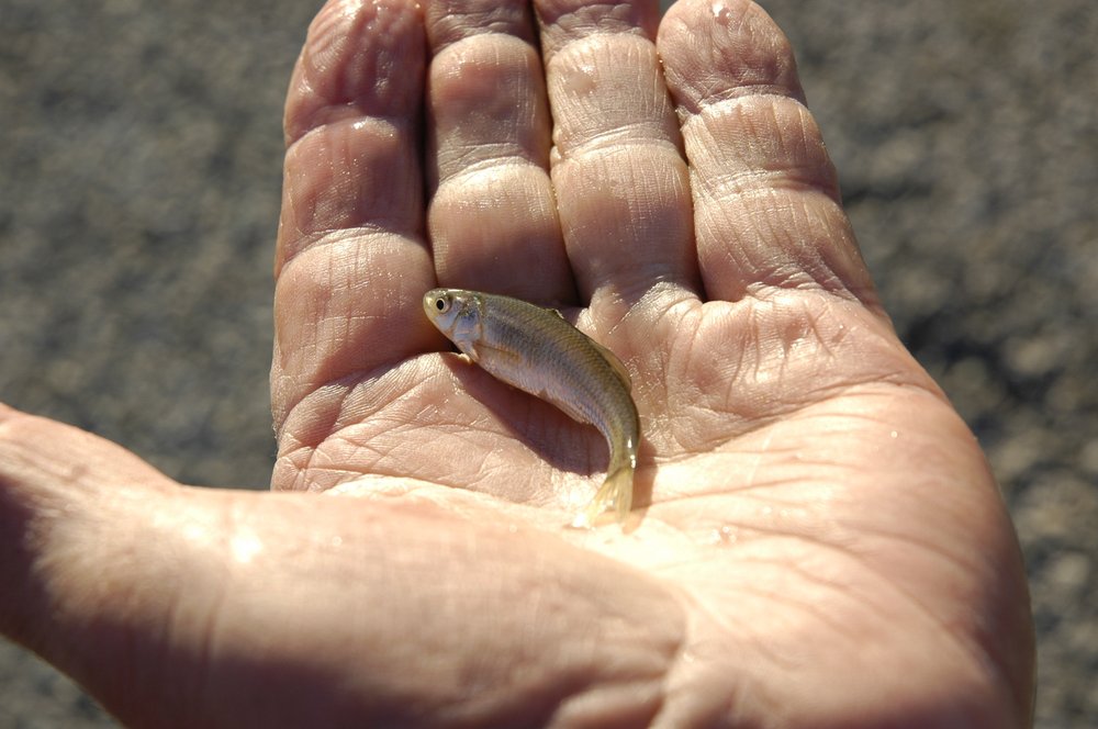 Hand holding a minnow