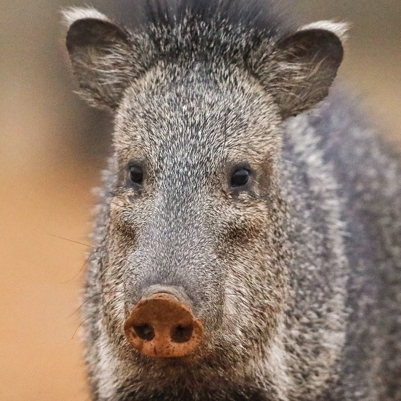Close up on the face of a javelina.
