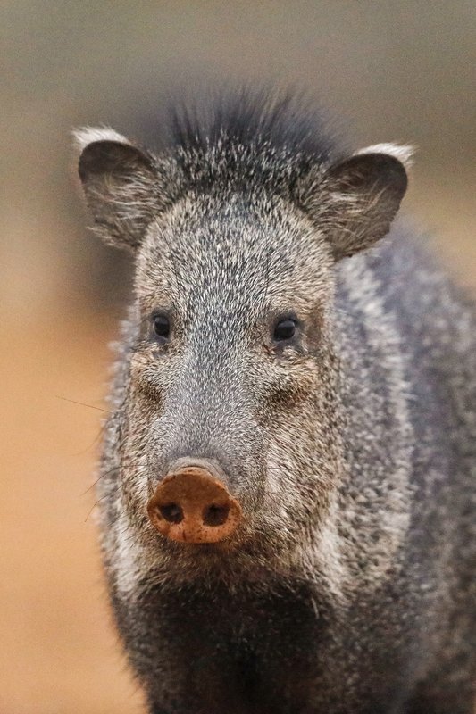 Close up on the face of a javelina.