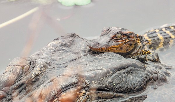 alligator hatchling riding on back of adult aligator swimming through water.