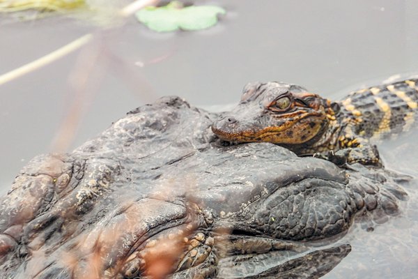 alligator hatchling riding on back of adult aligator swimming through water.