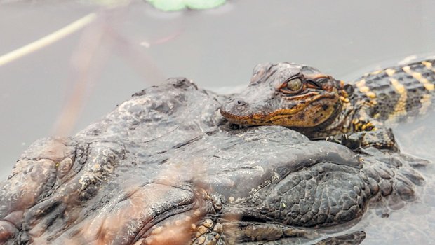 alligator hatchling riding on back of adult aligator swimming through water.
