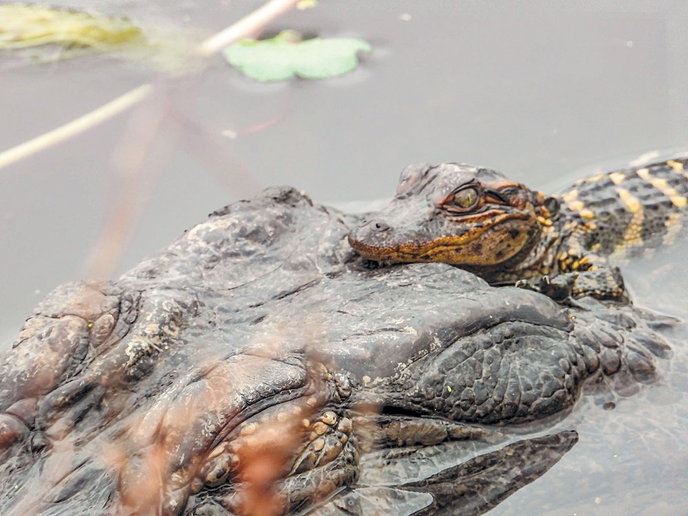 alligator hatchling riding on back of adult aligator swimming through water.