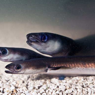 three adult American eel swimming on top of each other.