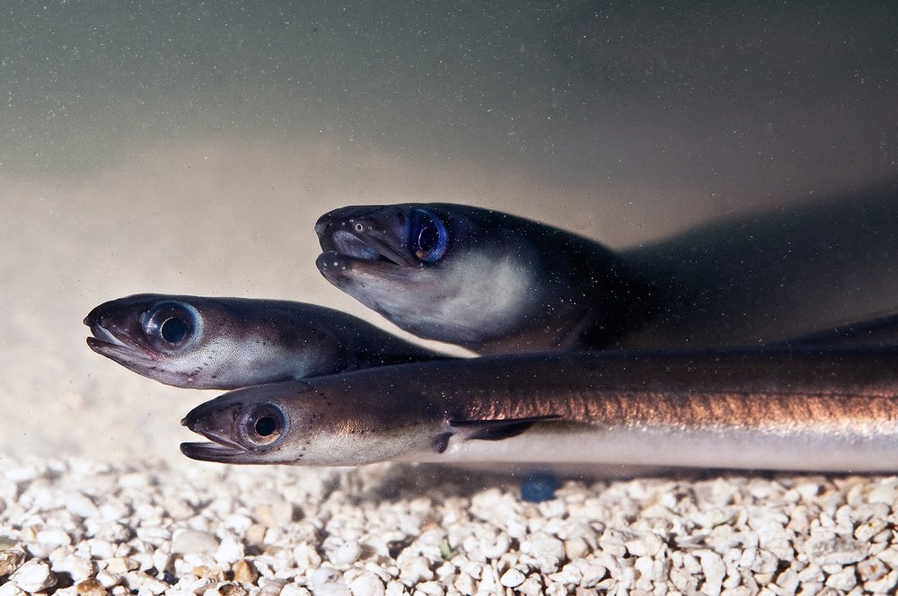 three adult American eel swimming on top of each other.