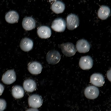 White American eel eggs close up floating in dark.