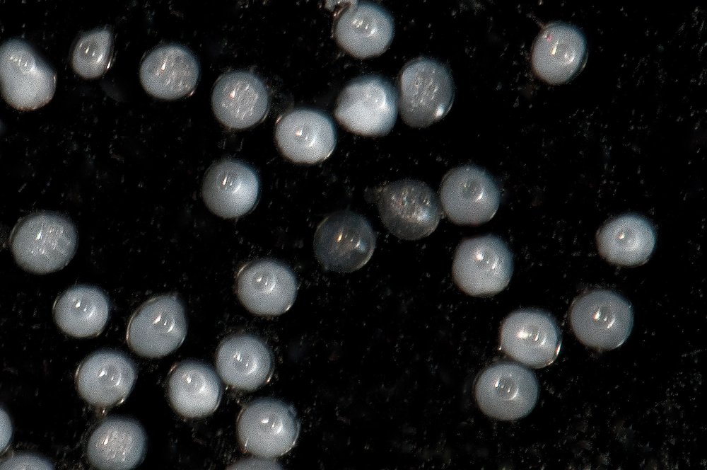 White American eel eggs close up floating in dark.