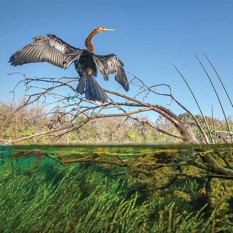 Anhinga