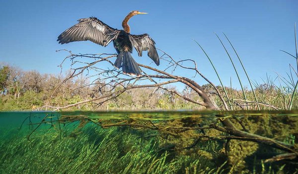 Anhinga