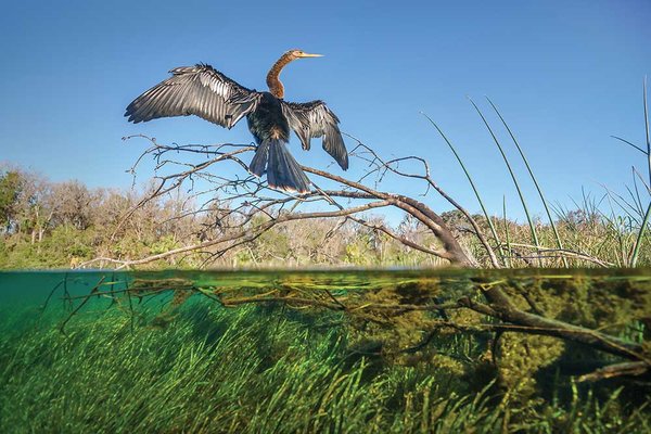 Anhinga