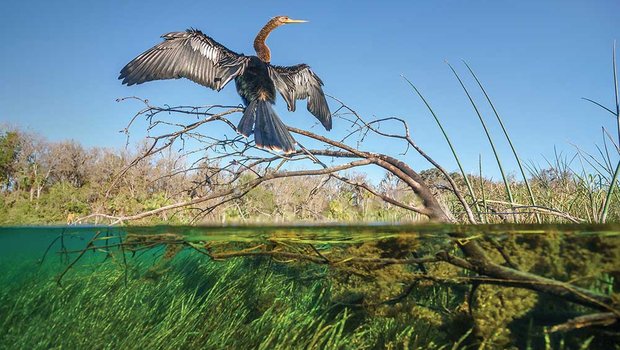 Anhinga