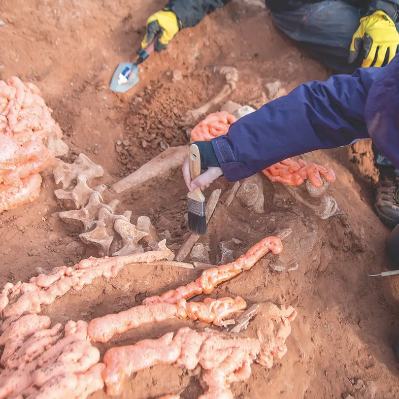 archeologist exhuming bison bones