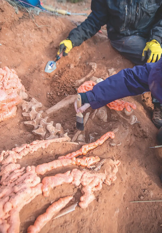 archeologist exhuming bison bones