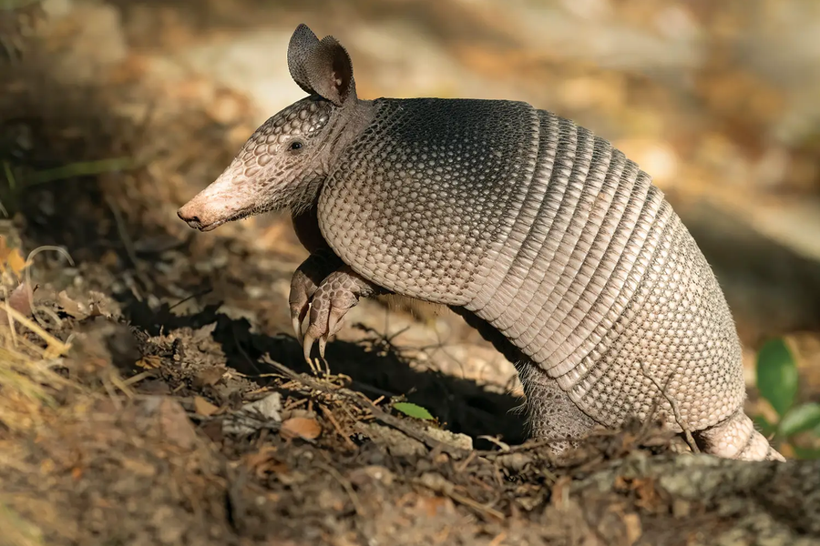 armadillo walking on the ground