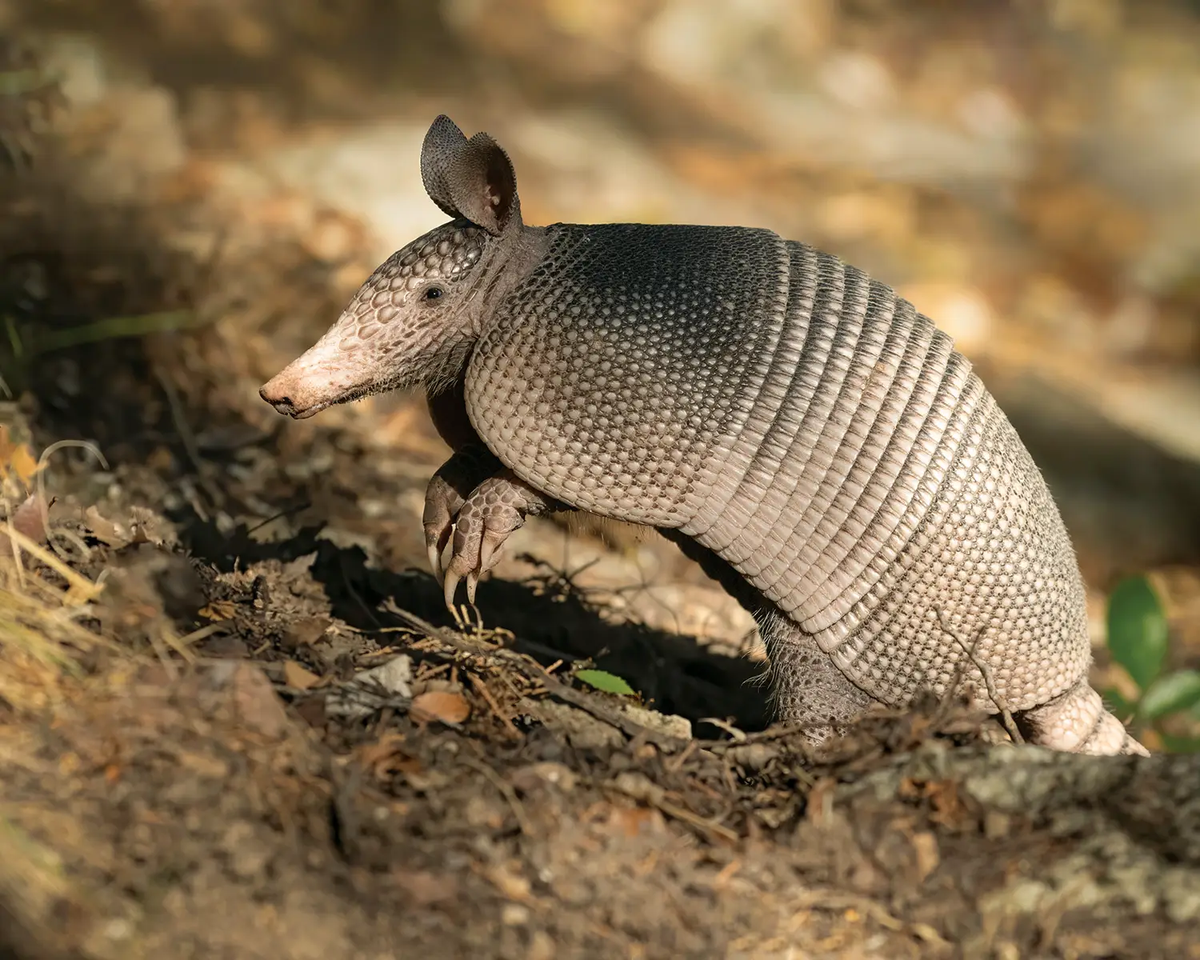 armadillo walking on the ground