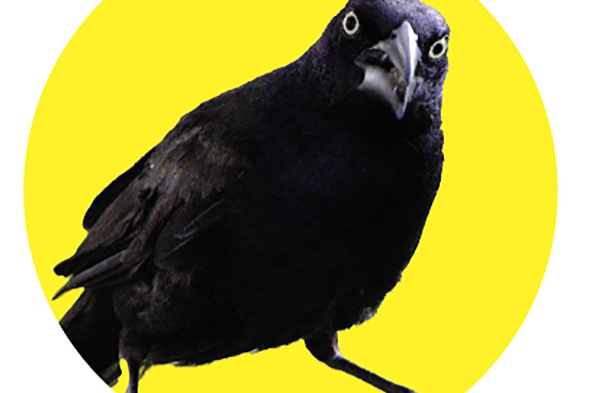 A grackle gives an intense look