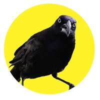 A grackle gives an intense look