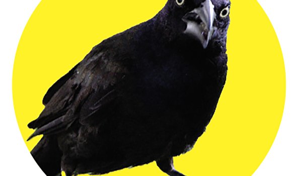 A grackle gives an intense look