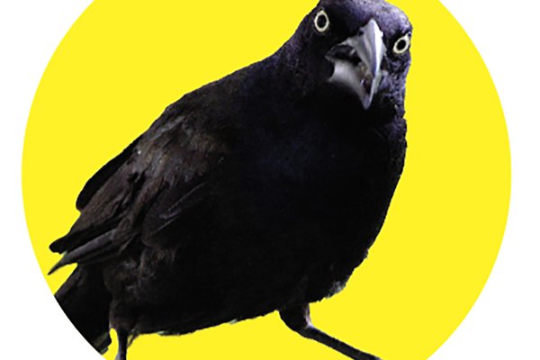 A grackle gives an intense look