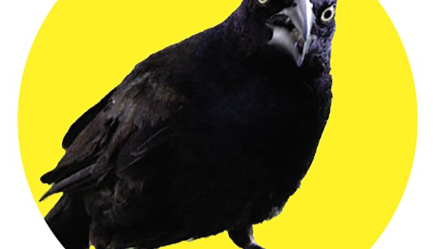 A grackle gives an intense look