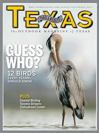 August/September Cover with a heron cleaning its chest feathers and the title Guess who? 12 birds every texan should know