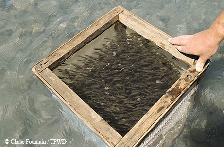 baby bass in a net with a wood framed top being held in the river.