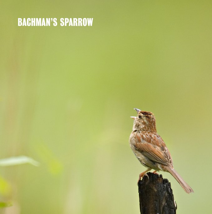 bachmans sparrow perched on a dead branch with a green grassy background