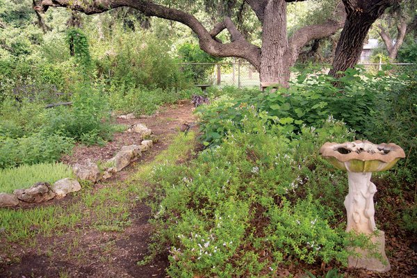 Backyard with native Texas plants
