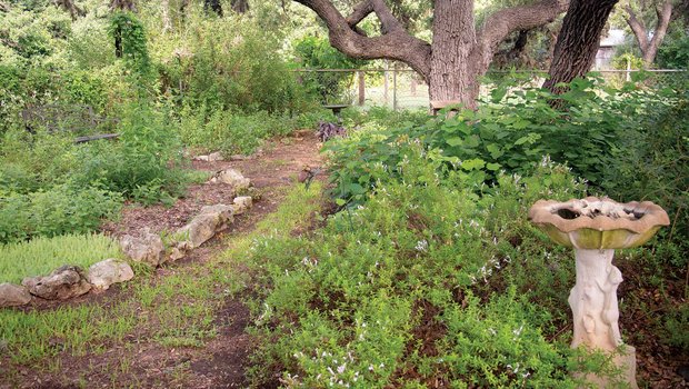 Backyard with native Texas plants