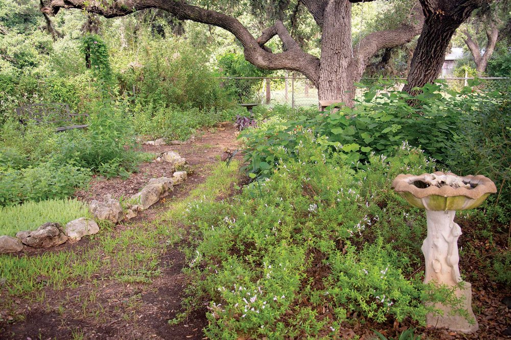 Backyard with native Texas plants