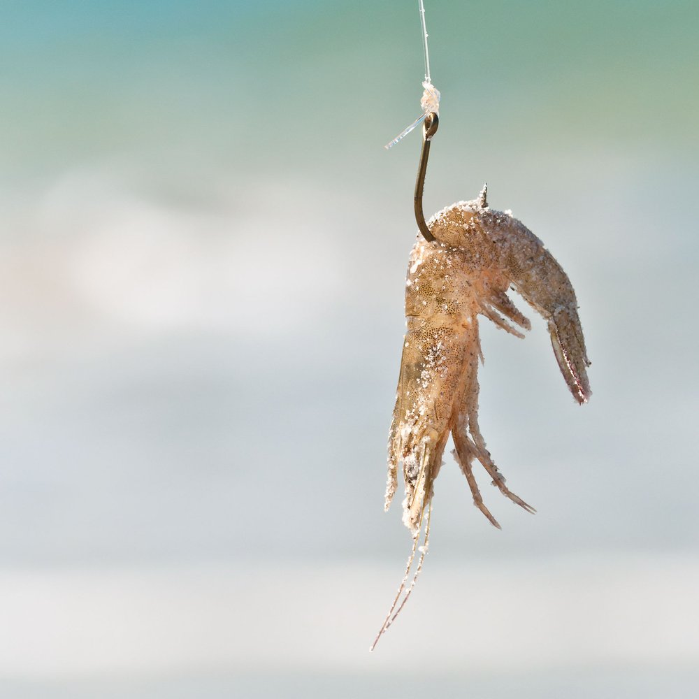 bait on hook