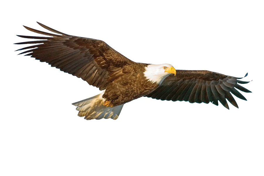 bald eagle in flight