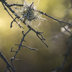 ballmoss hanging from small tree branches