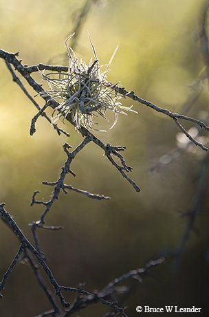 ballmoss hanging from small tree branches