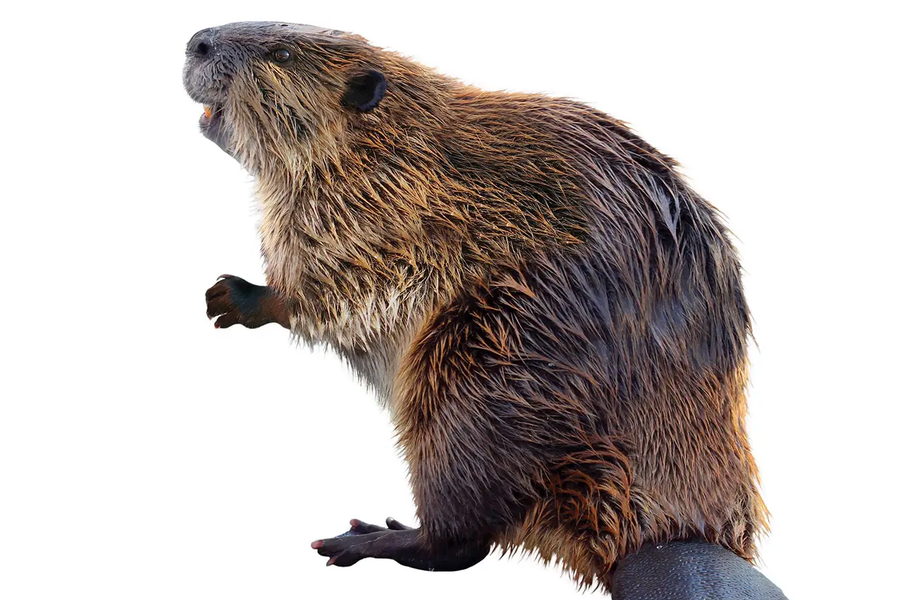 beaver