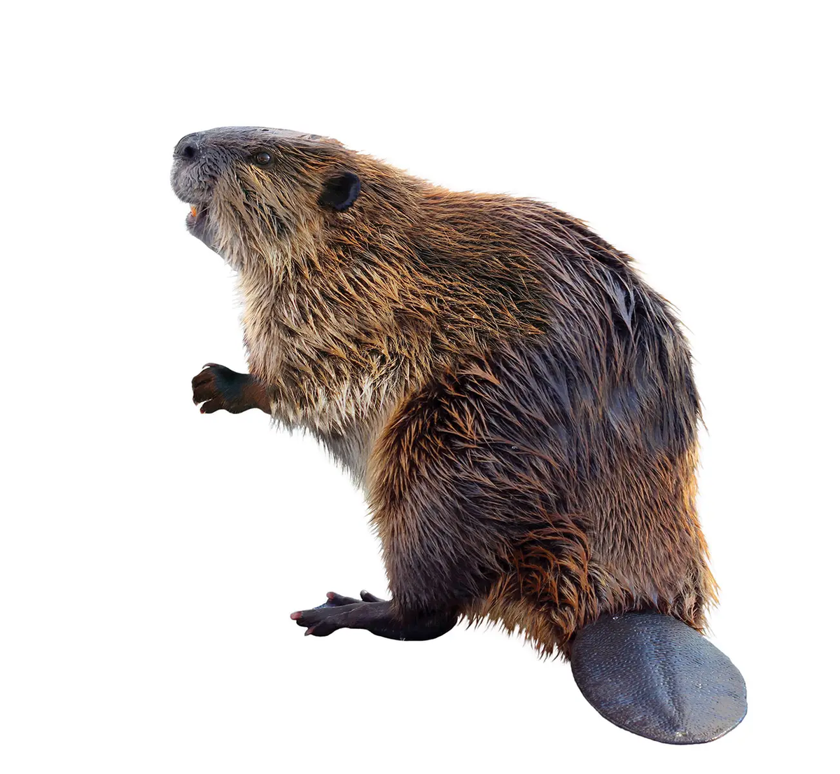 beaver
