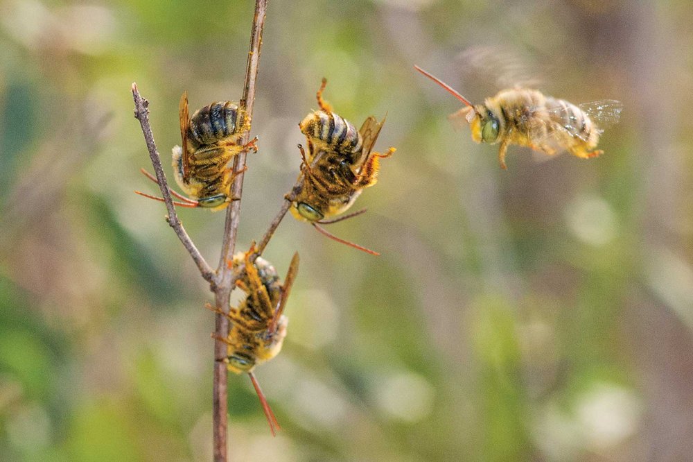 Melissodes bees hanging upside down on a dead salvia stem.