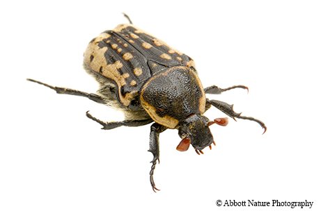 Kern’s flower scarab with light and dark brown markings
